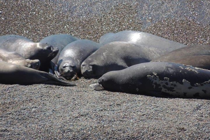 Valdes Peninsula Wildlife Day Trip from Puerto Madryn — Cruise-Friendly Excursion photo 3