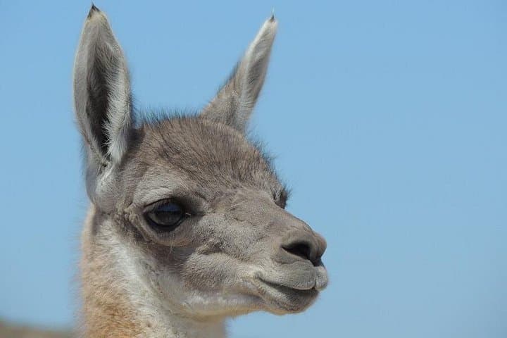 Valdes Peninsula Wildlife Day Trip from Puerto Madryn — Cruise-Friendly Excursion photo 4