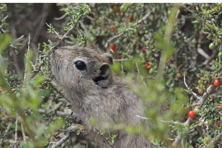 Valdes Peninsula Wildlife Day Trip from Puerto Madryn — Cruise-Friendly Excursion photo 5