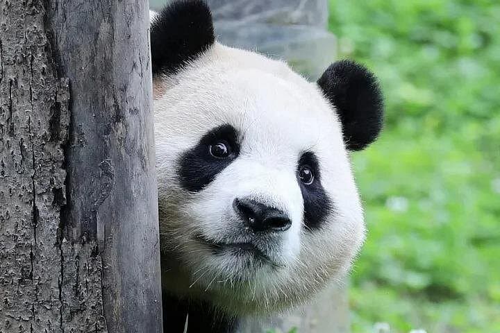 6-Day Chengdu Cultural and Night Scene Tour: Pandas, Tea & Dujiangyan photo 2