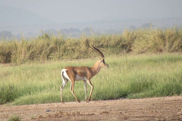 amboseli-day-trip-from-nairobi-kilimanjaro-views-and-elephant-herds photo 5