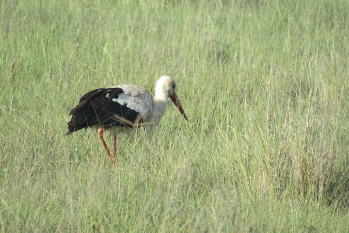 amboseli-day-trip-from-nairobi-kilimanjaro-views-and-elephant-herds photo 6