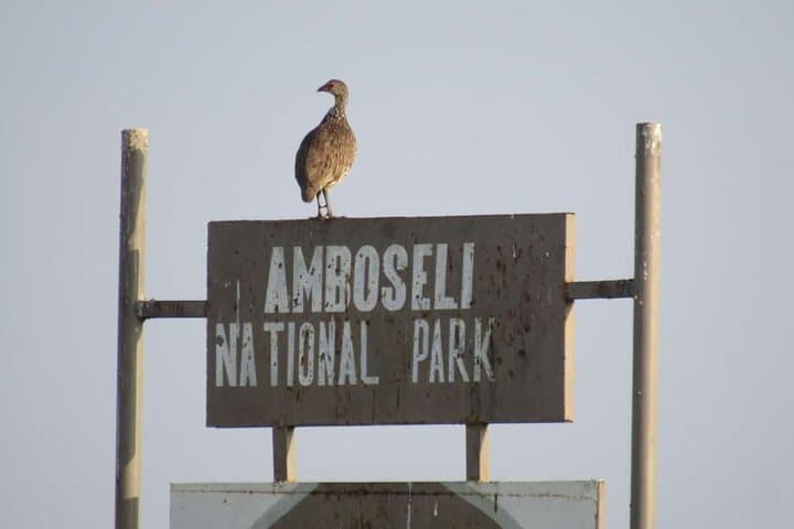 amboseli-day-trip-from-nairobi-kilimanjaro-views-and-elephant-herds photo 4
