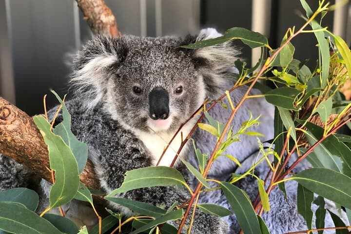 Port Stephens Dolphin Cruise, Koala Sanctuary & Stockton Sand Dune Sandboarding (Full-Day from Sydney) photo 4
