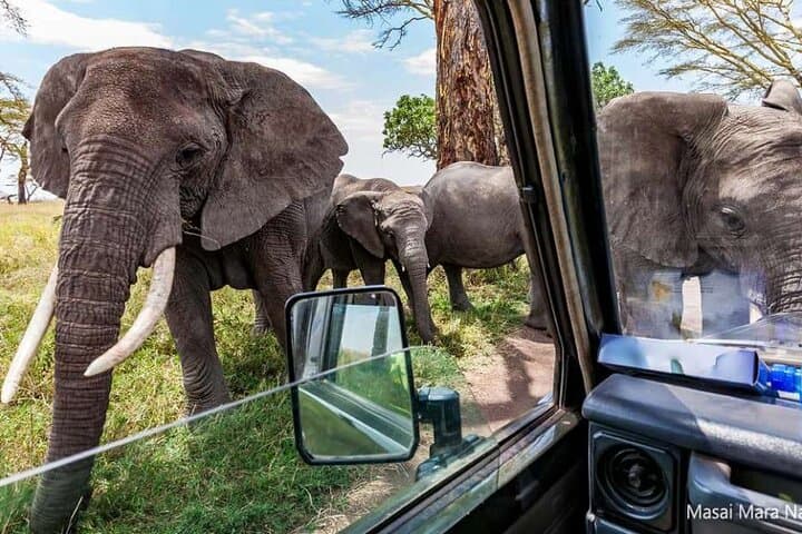 14-Day Kenya and Tanzania Big 5 Safari from Nairobi — Maasai Mara to Serengeti photo 5