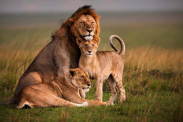 3-Day Maasai Mara Camping Safari: Big Cats, River Crossings & Maasai Culture photo 5