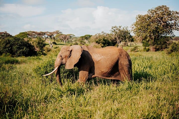 Full-Day Tarangire Safari & Maasai Village Visit — Elephants, Baobabs and Riverside Lunch photo 1