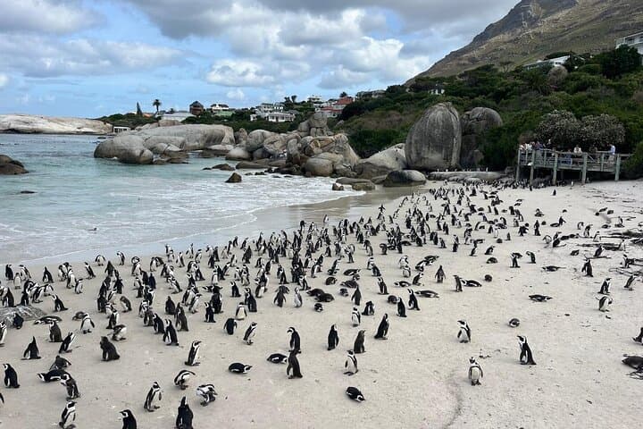 Cape Peninsula Day Trip: Cape of Good Hope, Cape Point & African Penguin Colony photo 2