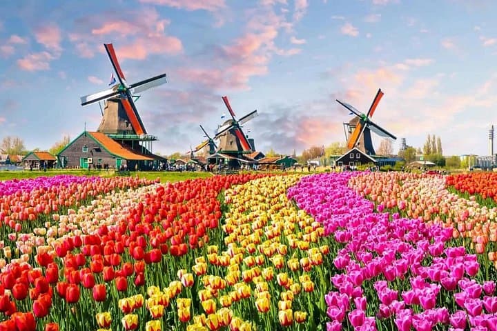 Keukenhof Tulip Paradise: Private Half-Day Tour from Amsterdam photo 2