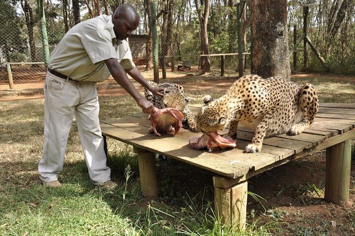 Nairobi Safari Walk, Animal Orphanage & Bomas Cultural Tour — Wildlife and Culture in a Day