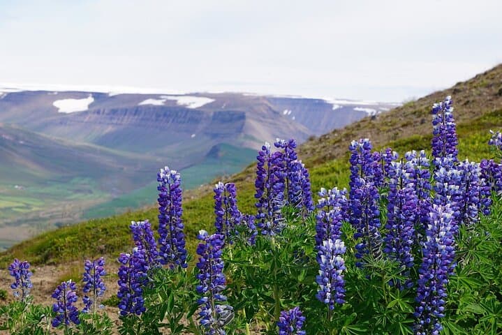 Dynjandi Waterfall SuperTruck: Westfjords Overland Adventure from Isafjordur photo 3