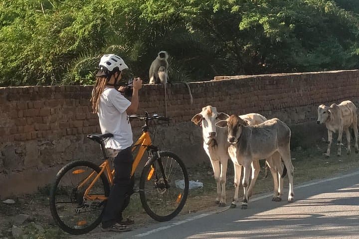 Udaipur Countryside Cycling Tour — Lakes, Villages & Aravalli Rides photo 4