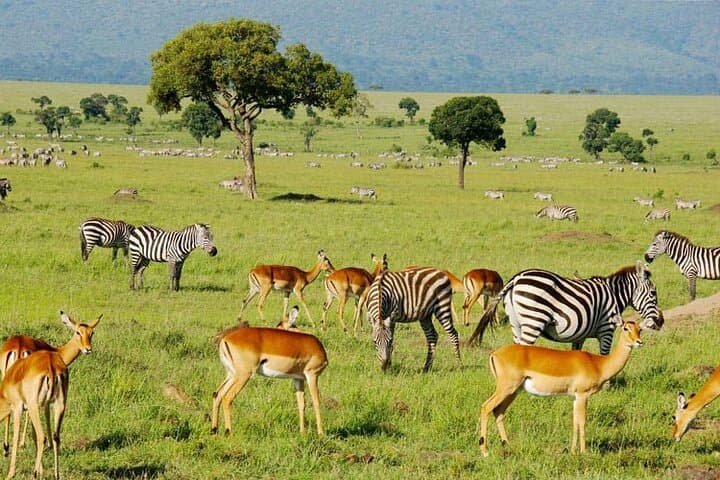 14-Day Kenya and Tanzania Big 5 Safari from Nairobi — Maasai Mara to Serengeti photo 6