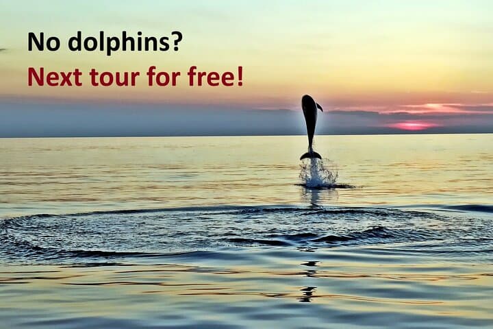 Sunset Dolphin Cruise in Rovinj: Intimate Speedboat Tour with Drinks