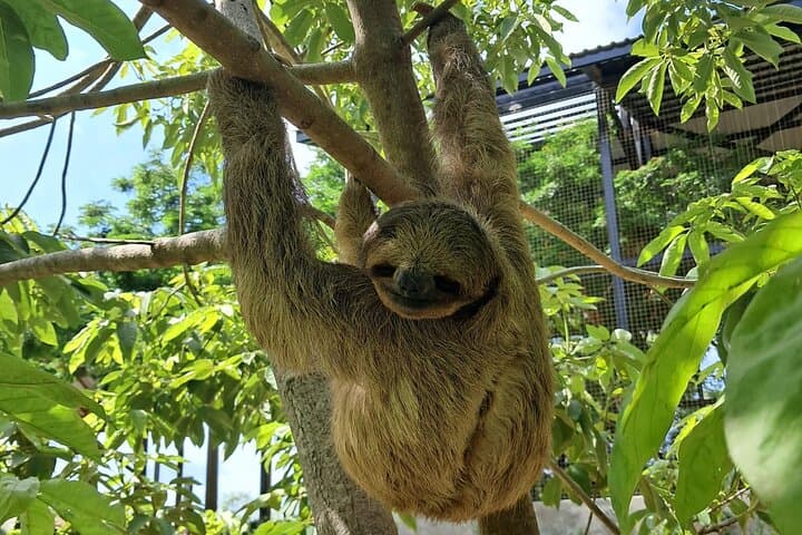 Roatán Private Tour: Monkeys, Sloths & Island Food (West Bay Highlights) photo 4