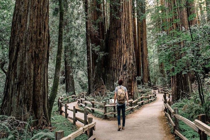 Muir Woods & Sausalito Small-Group Tour: Redwoods, Bay Views & Easy Exploration photo 2