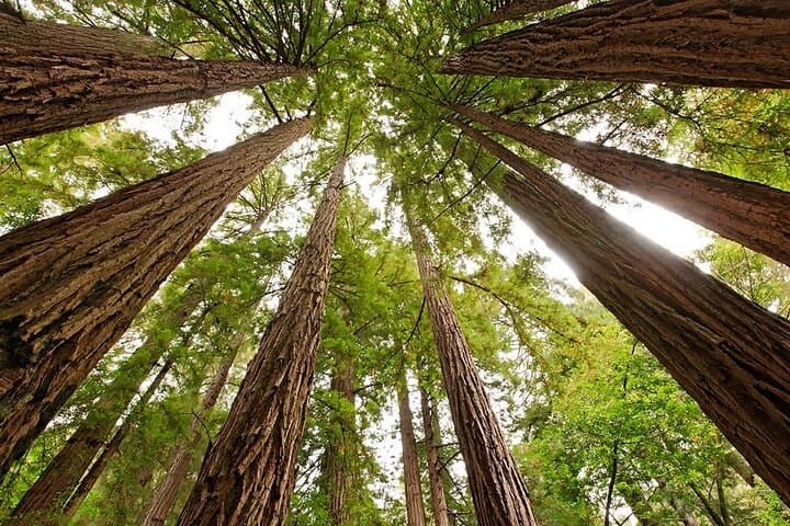 Muir Woods & Sausalito Small-Group Tour: Redwoods, Bay Views & Easy Exploration photo 4
