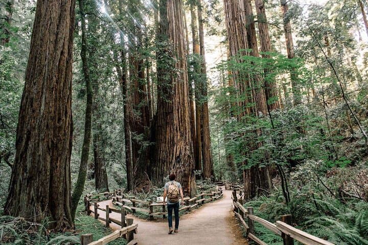 Muir Woods & Sausalito Small-Group Tour: Redwoods, Bay Views & Easy Exploration photo 5