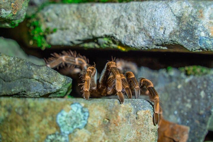 Monteverde Cloud Forest Night Walk: Guided Nocturnal Wildlife Experience
