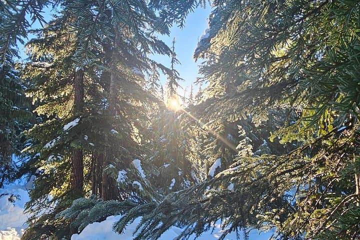 Snowshoe Through Vancouver's Winter Wonderland: Guided North Shore Snowshoe Tour photo 3