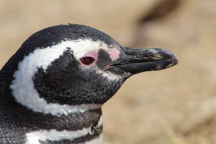 Punta Tombo Penguin Excursion from Puerto Madryn: Walk Among Magellanic Penguins