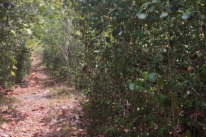Marigot Bay Billy Goat Trail Hike — St. Lucia Coastal Summit Trek photo 3