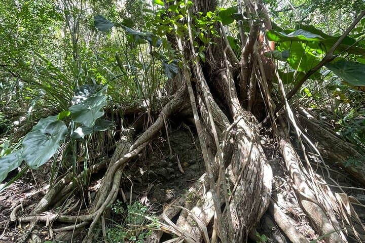 Marigot Bay Billy Goat Trail Hike — St. Lucia Coastal Summit Trek photo 6