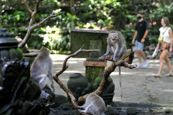 All-Inclusive Ubud Private Day Tour: Monkey Forest, Rice Terraces & Sacred Springs photo 6