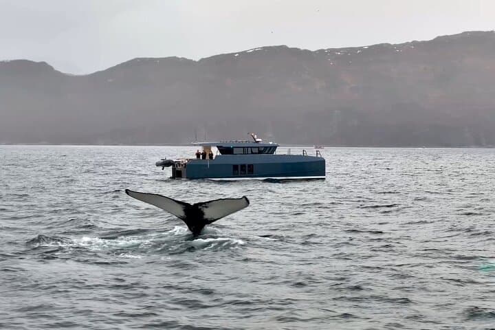 Luxury Whale Watching in Tromsø — Small-Group Catamaran with Local Guide photo 3