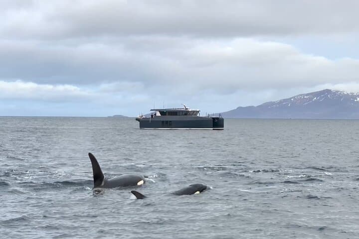 Luxury Whale Watching in Tromsø — Small-Group Catamaran with Local Guide
