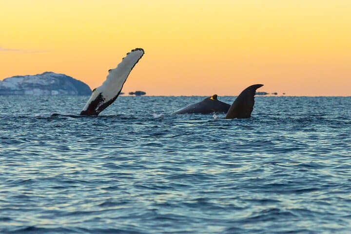 Luxury Whale Watching in Tromsø — Small-Group Catamaran with Local Guide photo 2
