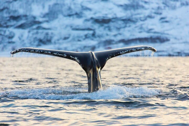Luxury Whale Watching in Tromsø — Small-Group Catamaran with Local Guide photo 4