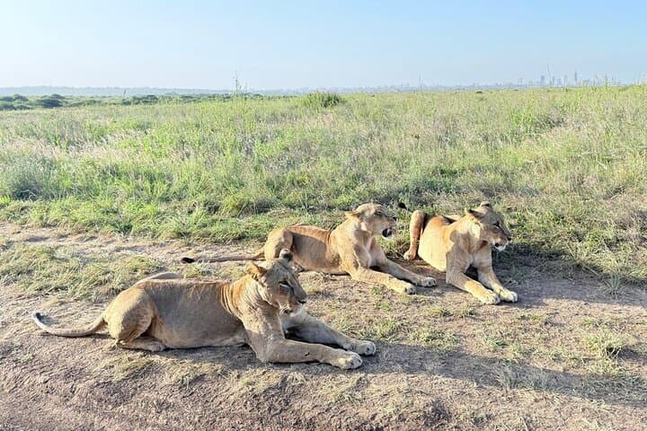 Half-Day Game Drive at Nairobi National Park: Wildlife with a City Skyline