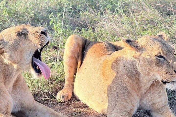Half-Day Game Drive at Nairobi National Park: Wildlife with a City Skyline photo 2