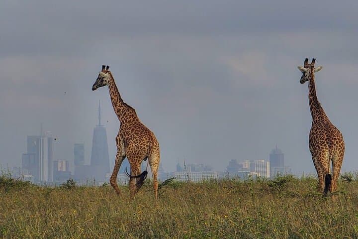 Half-Day Game Drive at Nairobi National Park: Wildlife with a City Skyline photo 3