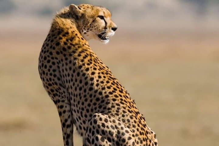 Half-Day Game Drive at Nairobi National Park: Wildlife with a City Skyline photo 4