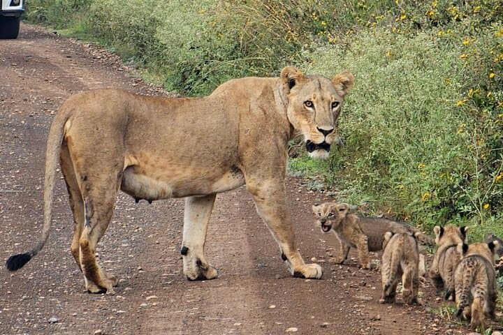 Half-Day Game Drive at Nairobi National Park: Wildlife with a City Skyline photo 5