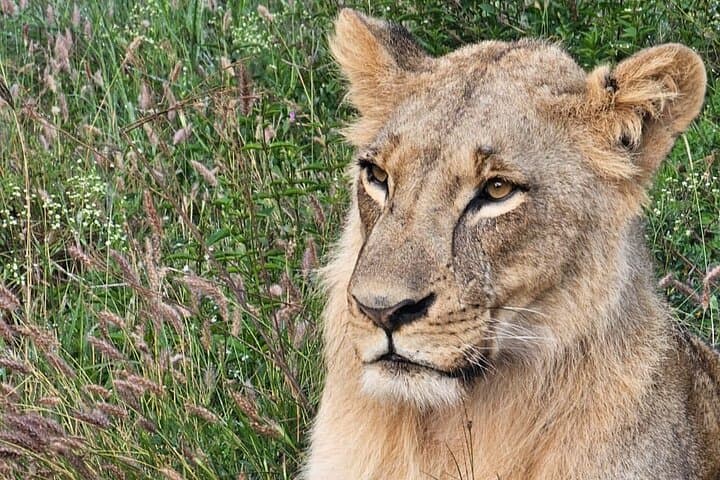 Half-Day Game Drive at Nairobi National Park: Wildlife with a City Skyline photo 6