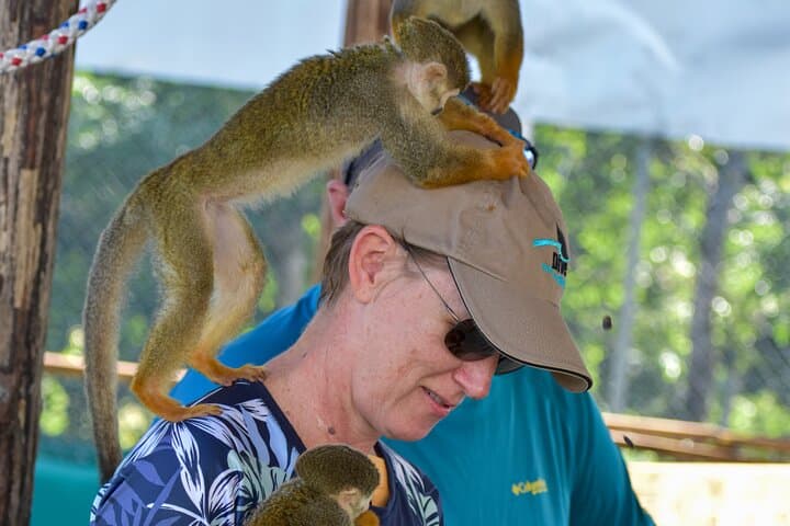 Monkey Mania Puerto Plata: Squirrel Monkey Encounters & Puerto Plata Highlights photo 3