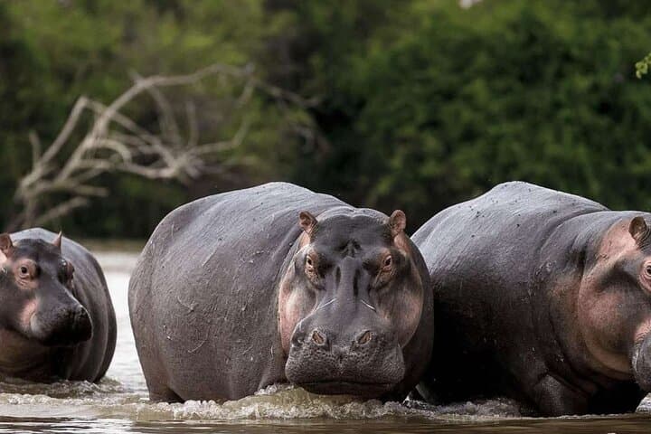 Hippo Watching Tour from Abidjan — Agneby-Tiassa River Walk & Forest Coffee