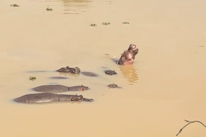 Hippo Watching Tour from Abidjan — Agneby-Tiassa River Walk & Forest Coffee photo 6
