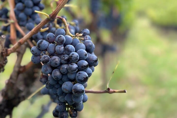 Exclusive Montalcino Wine Experience: Private Winery Tour & Gourmet Lunch photo 2