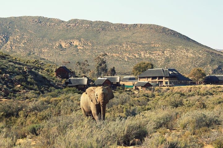 Day Safari from Cape Town — Big Five & Klein Karoo Game Reserve photo 4