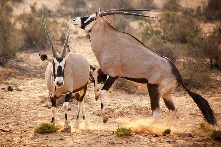 Aquila Safari Day Trip from Cape Town — Big Five in the Klein Karoo photo 3