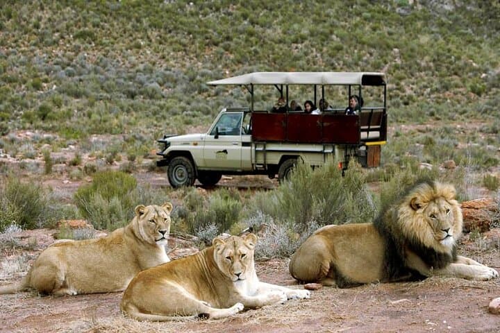 Day Safari from Cape Town — Big Five & Klein Karoo Game Reserve
