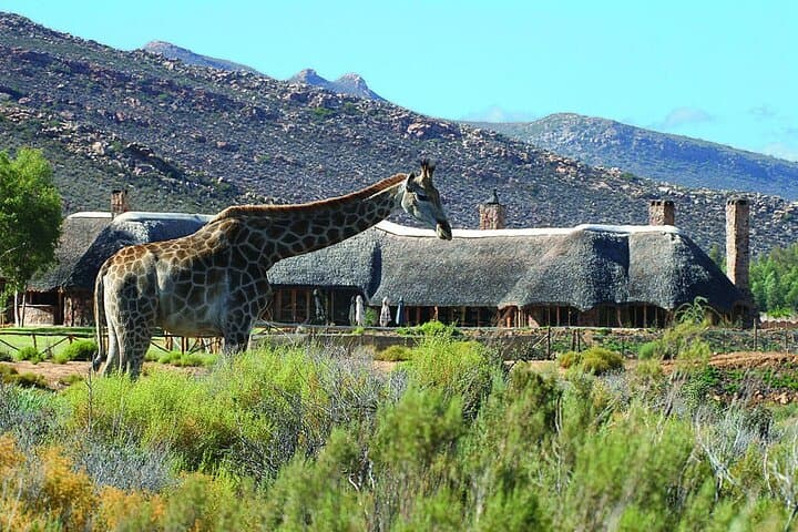 Full-Day Cape Town Safari: Big Five Game Drive in the Klein Karoo photo 3