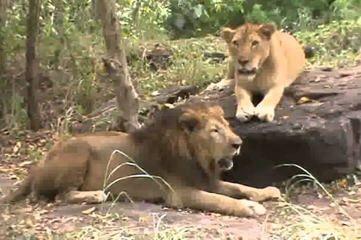 Day Safari from Cape Town — Big Five & Klein Karoo Game Reserve photo 6