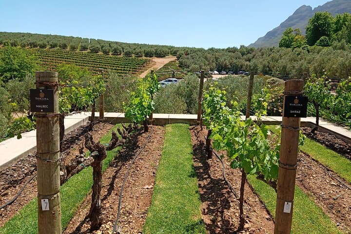 Full-Day Stellenbosch and Franschhoek Wine Tram: Full-Day Tram Wine Tasting from Cape Town photo 4