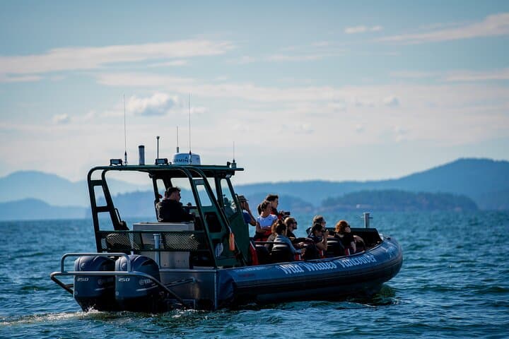 Intimate West Coast Whale Watching from Granville Island — Vancouver