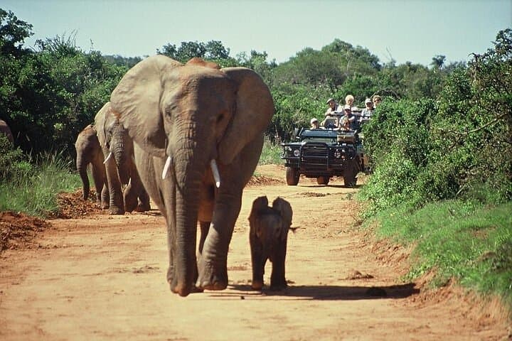 3-Day Cape Town: City Tour, Cape Point & Big Five Safari Package photo 6